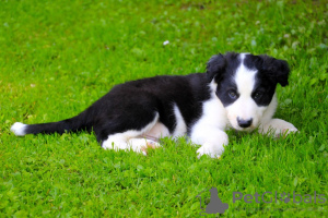 Foto №3. Entzückende Border-Collie-Welpen zur kostenlosen Adoption. Deutschland