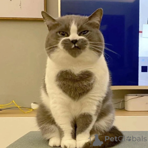 Foto №1. britisch kurzhaar - zum Verkauf in der Stadt Allensbach | verhandelt | Ankündigung № 156724