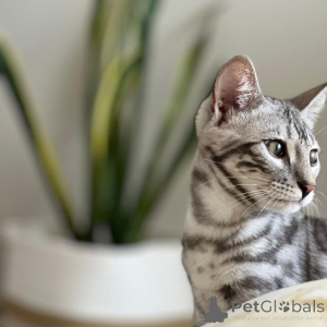 Foto №1. bengal katzenrasse - zum Verkauf in der Stadt Bielawa | verhandelt | Ankündigung № 155704