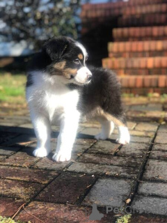 Foto №1. australian cattle dog, australian shepherd - zum Verkauf in der Stadt Chichester | verhandelt | Ankündigung № 170400