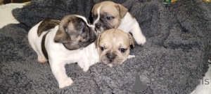 Foto №2 zu Ankündigung № 147047 zu verkaufen französische bulldogge - einkaufen Ukraine quotient 	ankündigung