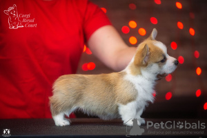 Foto №3. Sehr schöner walisischer Corgi-Welpe Pembroke zu verkaufen. Schweiz