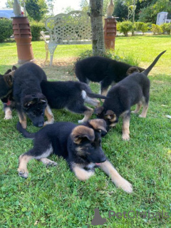 Foto №2 zu Ankündigung № 99354 zu verkaufen deutscher schäferhund - einkaufen Malta quotient 	ankündigung