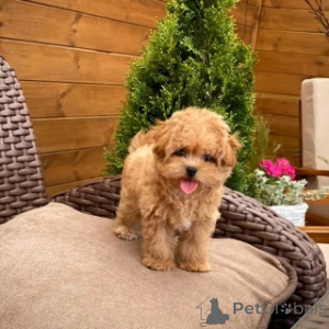 Foto №2 zu Ankündigung № 158394 zu verkaufen maltipu - einkaufen Schweden 