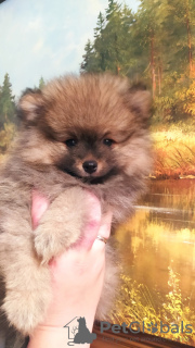 Foto №1.  - zum Verkauf in der Stadt Minsk | 308€ | Ankündigung № 27154