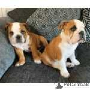 Foto №1. englische bulldogge - zum Verkauf in der Stadt Bastogne | verhandelt | Ankündigung № 170453