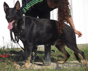 Foto №3. Junge Deutsche Schäferhunde. Frankreich