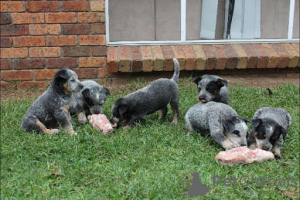 Foto №1. australian cattle dog - zum Verkauf in der Stadt Ludwigsburg | 300€ | Ankündigung № 127304