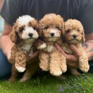 Foto №2 zu Ankündigung № 166595 zu verkaufen kavapu - einkaufen Belgien quotient 	ankündigung, züchter