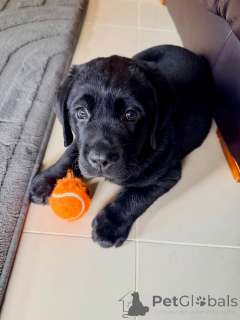 Foto №1. labrador retriever - zum Verkauf in der Stadt Wolfsburg | verhandelt | Ankündigung № 178092