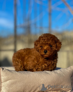 Foto №2 zu Ankündigung № 155841 zu verkaufen pudel (toy) - einkaufen Deutschland züchter