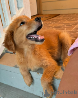 Foto №3. Entzückende Golden Retriever Welpen, 2 Monate alte perfekte Familienbegleiter!. Ungarn