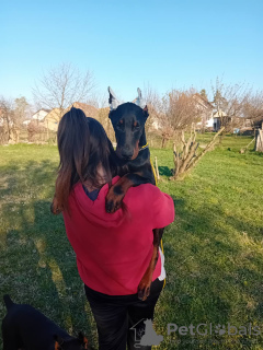 Foto №1. dobermann - zum Verkauf in der Stadt Belgrad | verhandelt | Ankündigung № 96887