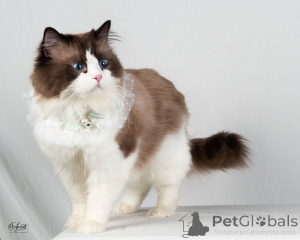 Foto №2 zu Ankündigung № 155563 zu verkaufen ragdoll-katze - einkaufen Schweden quotient 	ankündigung