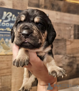 Foto №1. beagle - zum Verkauf in der Stadt New York | 284€ | Ankündigung № 102889