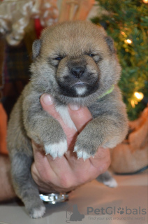 Foto №2 zu Ankündigung № 126682 zu verkaufen shiba - einkaufen Serbien 