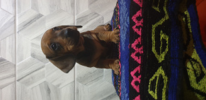 Foto №3. Evgenia Chernomorova. Weißrussland