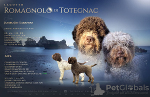 Foto №2 zu Ankündigung № 51660 zu verkaufen lagotto romagnolo - einkaufen Kroatien züchter