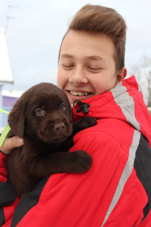 Foto №3. Labrador Retriever Welpe. Russische Föderation