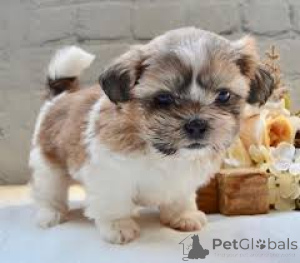 Foto №2 zu Ankündigung № 136784 zu verkaufen shih tzu - einkaufen Deutschland 