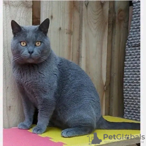 Foto №1. chartreux - zum Verkauf in der Stadt Paris | verhandelt | Ankündigung № 123149