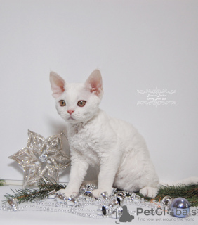 Foto №2 zu Ankündigung № 44544 zu verkaufen devon rex - einkaufen USA züchter