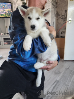 Foto №1. siberian husky - zum Verkauf in der Stadt Half Moon Bay | 237€ | Ankündigung № 64320