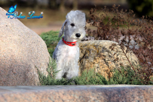 Foto №1. bedlington terrier - zum Verkauf in der Stadt Minsk | 336€ | Ankündigung № 1901