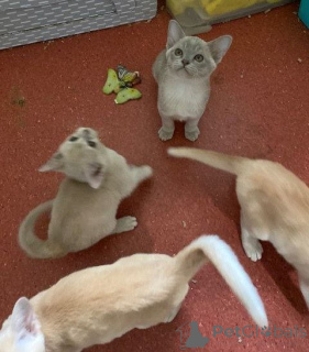 Foto №2 zu Ankündigung № 144458 zu verkaufen burma-katze - einkaufen Österreich züchter
