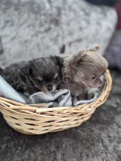 Foto №1. chihuahua - zum Verkauf in der Stadt Denver | 446€ | Ankündigung № 143855