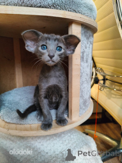 Foto №1. orientalisch kurzhaar - zum Verkauf in der Stadt New York | verhandelt | Ankündigung № 136133