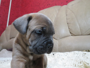 Foto №3. Cane Corso Welpen. Russische Föderation