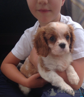 Foto №3. Entzückende Cavalier King Charles Welpen zur kostenlosen Adoption. Deutschland