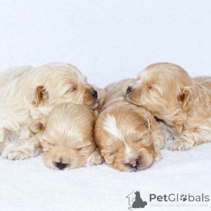 Foto №1. maltipu - zum Verkauf in der Stadt Dallas | 531€ | Ankündigung № 147626