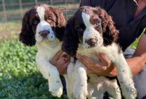 Foto №1. english springer spaniel - zum Verkauf in der Stadt Amberg | 500€ | Ankündigung № 149698