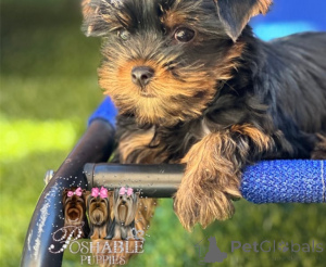 Foto №1. yorkshire terrier - zum Verkauf in der Stadt Ansubrg | verhandelt | Ankündigung № 157156