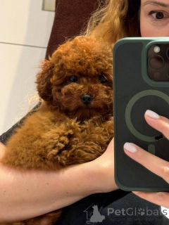 Foto №2 zu Ankündigung № 154728 zu verkaufen pudel (toy) - einkaufen Großbritannien quotient 	ankündigung