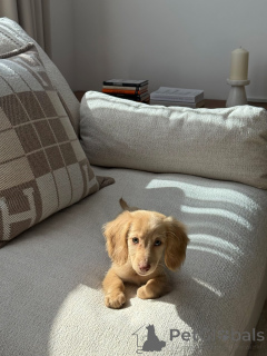 Foto №2 zu Ankündigung № 165633 zu verkaufen dackel - einkaufen Deutschland quotient 	ankündigung, züchter