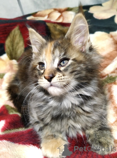 Foto №3. Es werden verkaufte Main-Kun-Steine verkauft. Russische Föderation