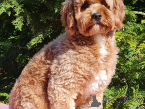 Foto №3. Cavapoo Welpen jetzt verfügbar. Deutschland