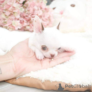 Foto №4. Ich werde verkaufen  in der Stadt Bethlehem of Galilee.  - preis - verhandelt