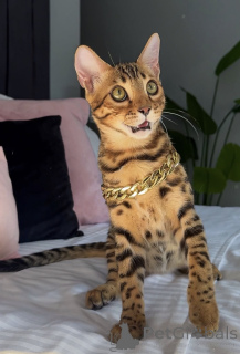 Foto №2 zu Ankündigung № 176653 zu verkaufen bengal katzenrasse - einkaufen Hong Kong quotient 	ankündigung