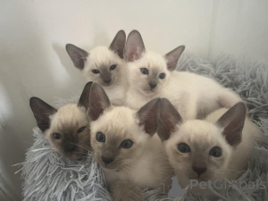 Foto №1. siamkatze - zum Verkauf in der Stadt Schlechtes Kreuznach | verhandelt | Ankündigung № 162310