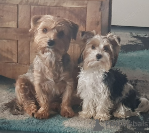 Foto №4. Ich werde verkaufen malteser in der Stadt Barcelona. züchter - preis - 500€