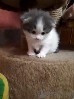 Foto №2 zu Ankündigung № 105556 zu verkaufen schottische faltohrkatze - einkaufen Russische Föderation quotient 	ankündigung