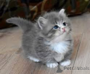 Foto №1. munchkin - zum Verkauf in der Stadt Espoo | 500€ | Ankündigung № 166959