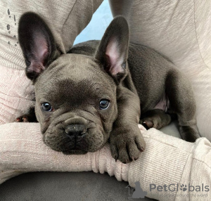 Foto №1. französische bulldogge - zum Verkauf in der Stadt Berlin | verhandelt | Ankündigung № 121757