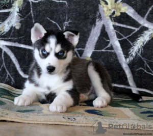 Foto №4. Ich werde verkaufen siberian husky in der Stadt Даллас.  - preis - 312€