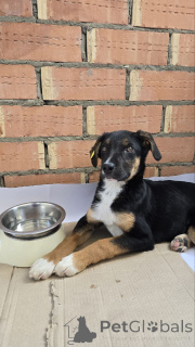 Foto №2 zu Ankündigung № 139049 zu verkaufen mischlingshund - einkaufen Russische Föderation quotient 	ankündigung