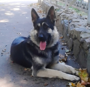 Foto №4. Ich werde verkaufen osteuropäischer schäferhund in der Stadt Kiew. quotient 	ankündigung - preis - 174€